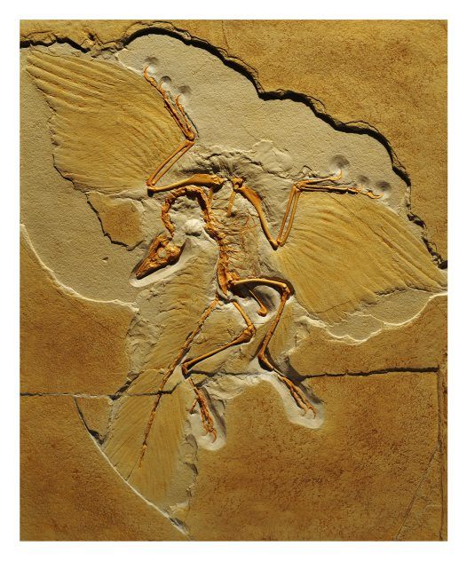 Archaeopteryx, fossil cast