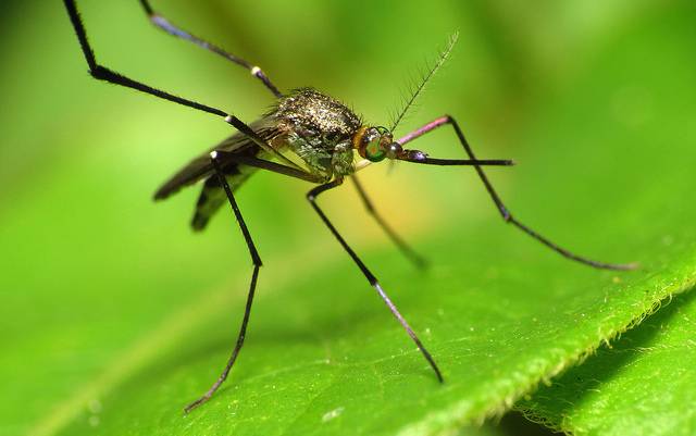 Stop Killing Mosquitoes