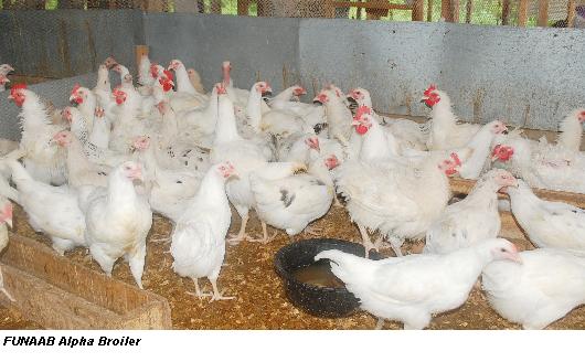 FUNAAB Alpha Broilers